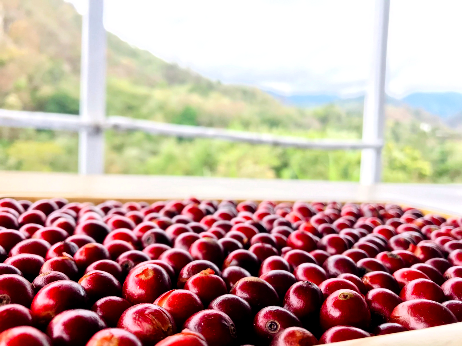 カスカラって何?