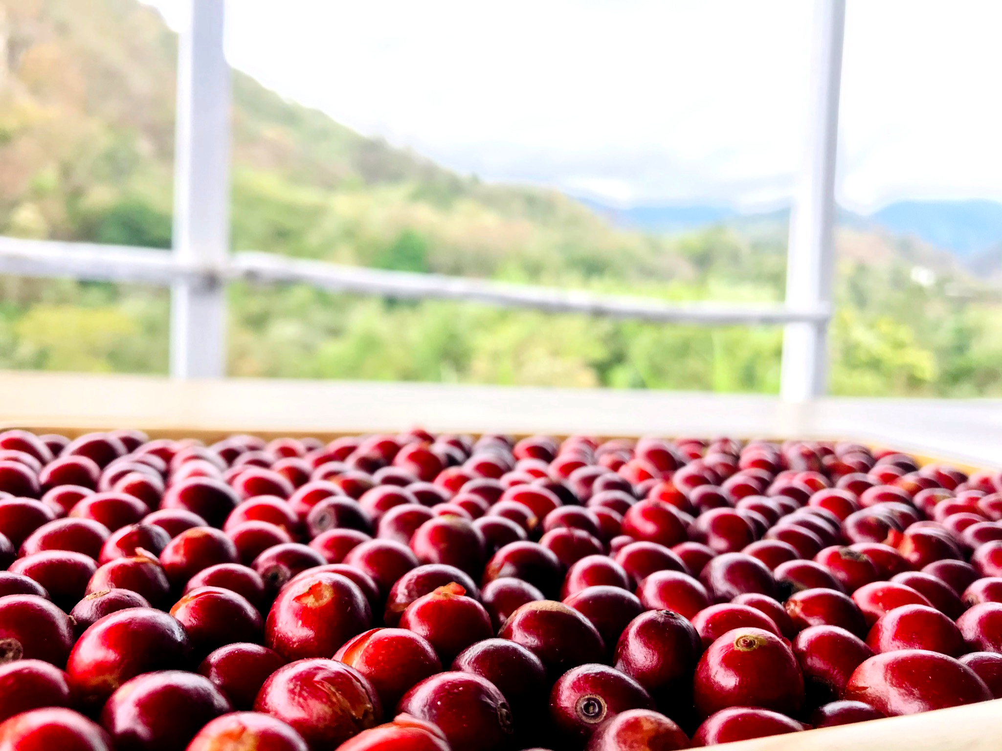 カスカラって何?