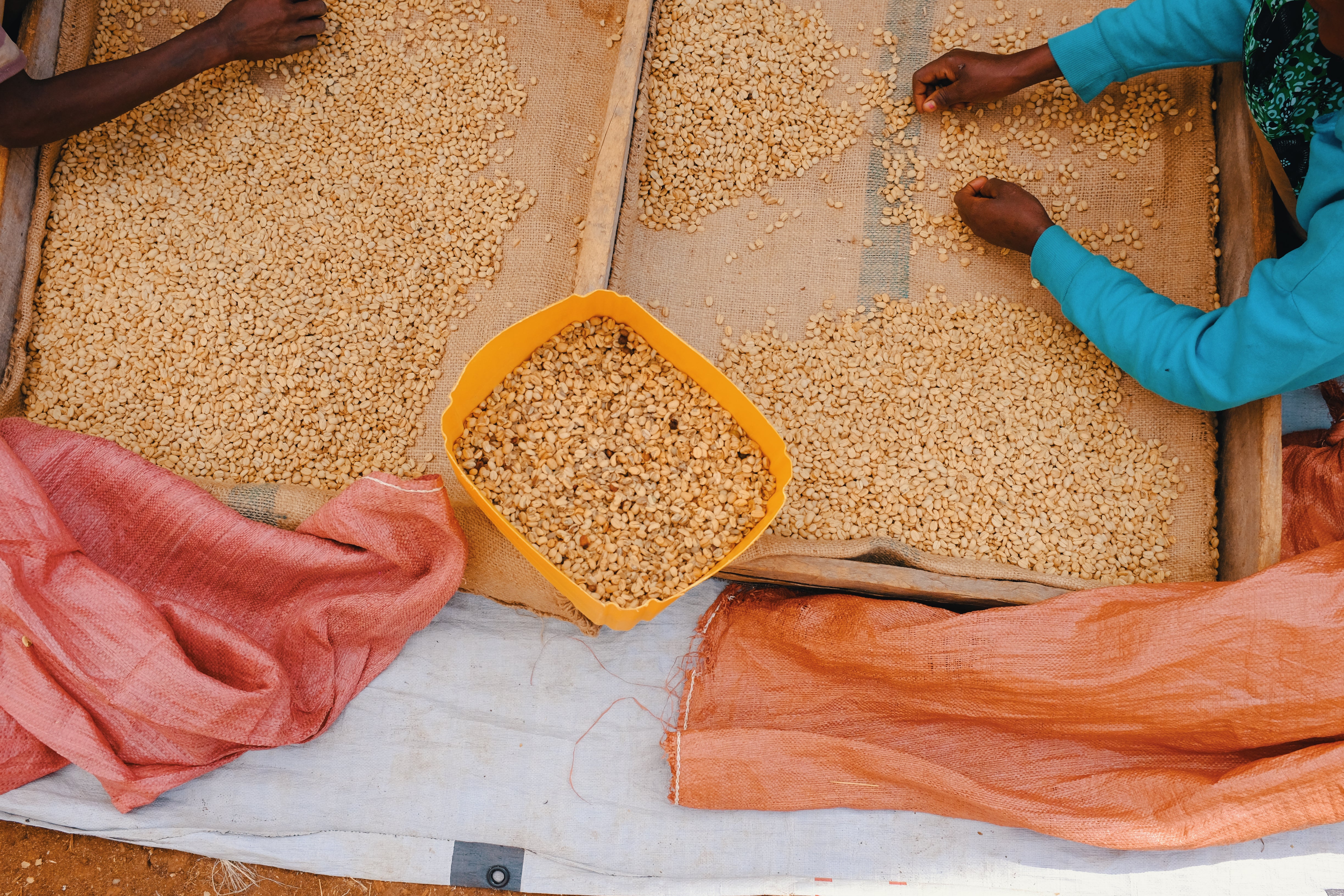 シングルオリジン:「エチオピア ハマショウ」特別な出会い