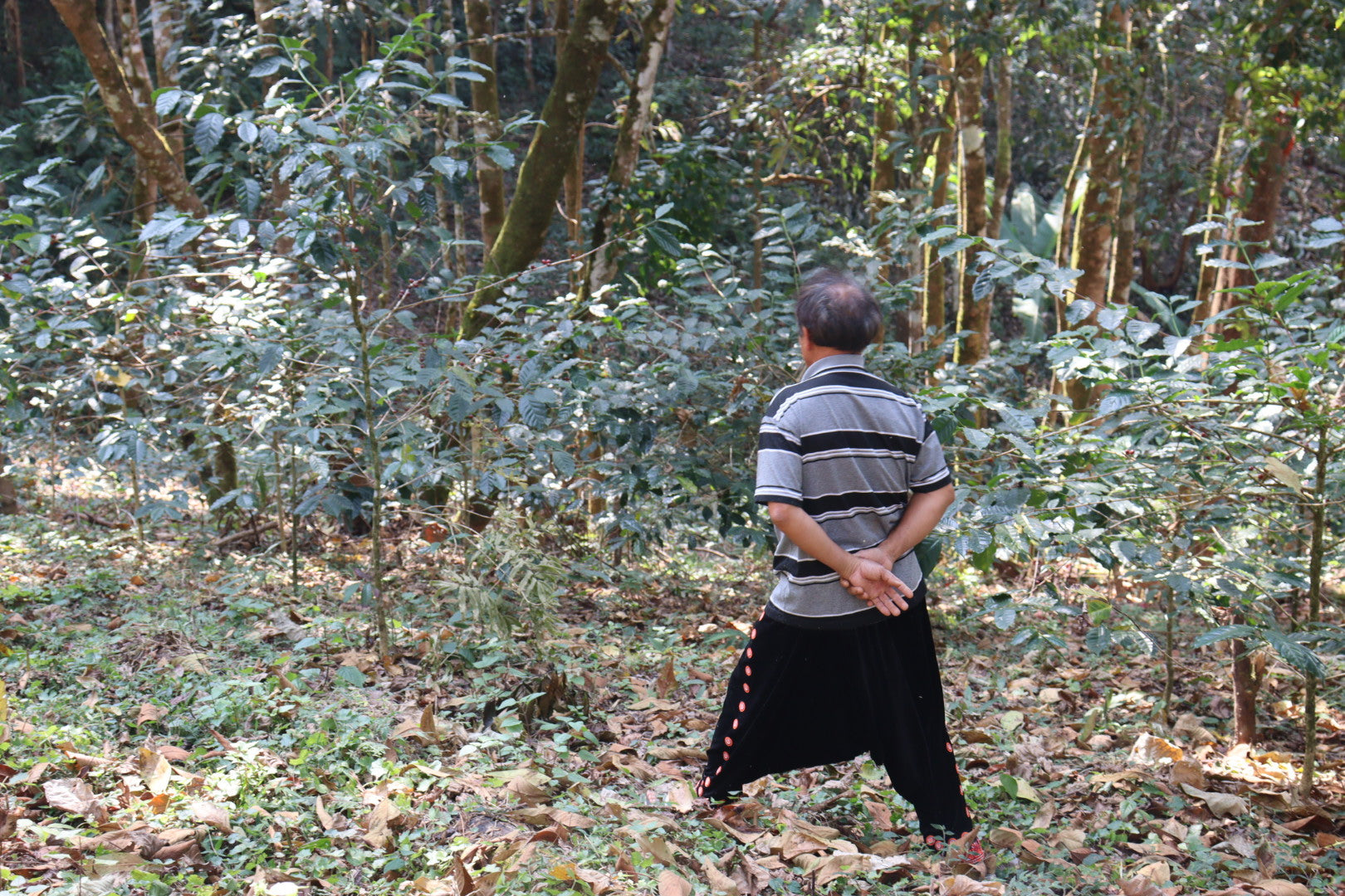 タイ産地ブログ2026(後編: ナーン)