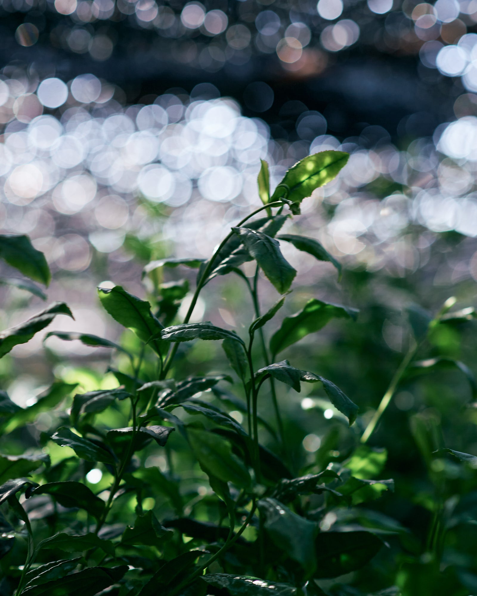 抹茶・Kurasuブレンド