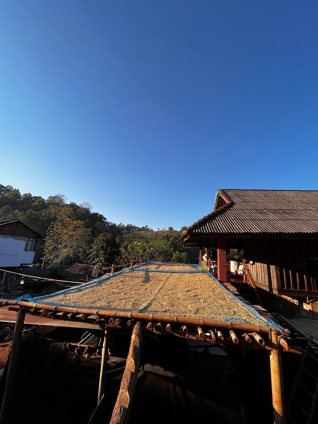 タイのコーヒーってどんな味？（前編）Akha Ama Coffeeの挑戦