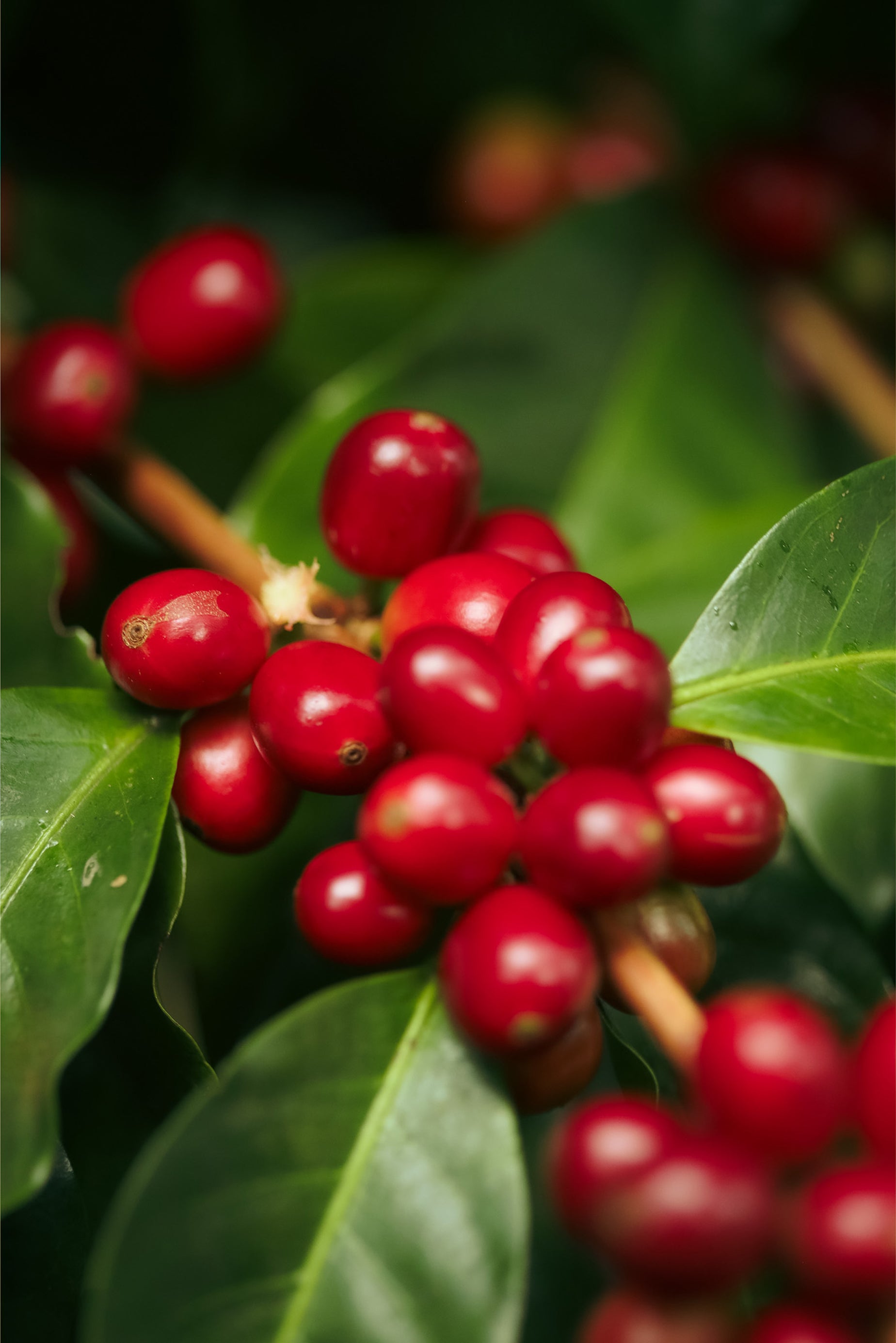 パナマ バンビート エステイト [浅煎り]