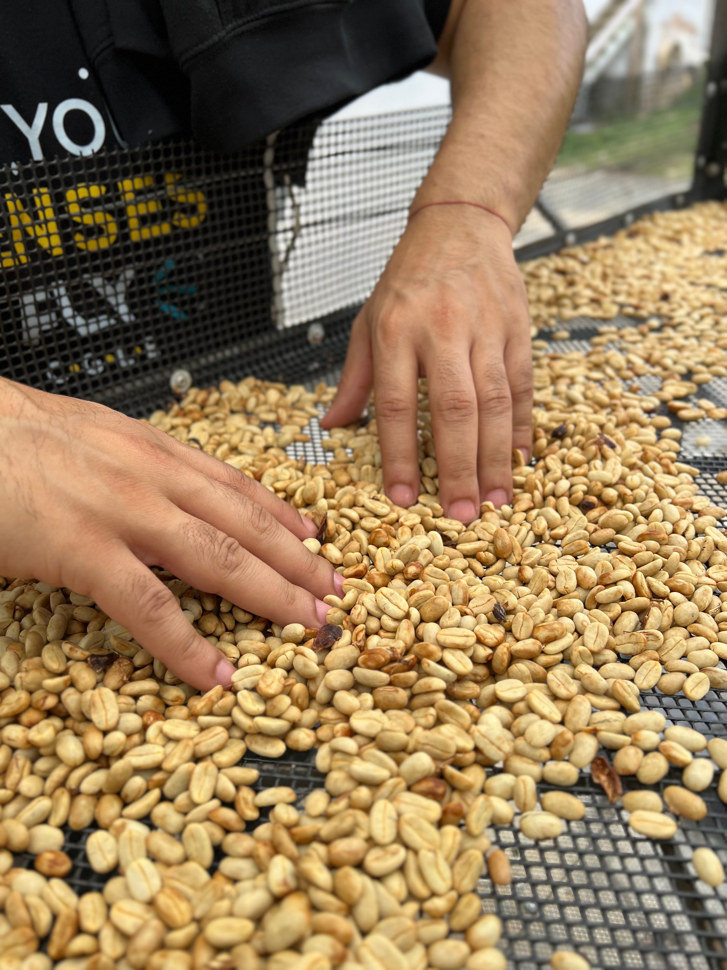 【プレミアム】コロンビア ラス マルガリタス ゲイシャ [浅煎り]