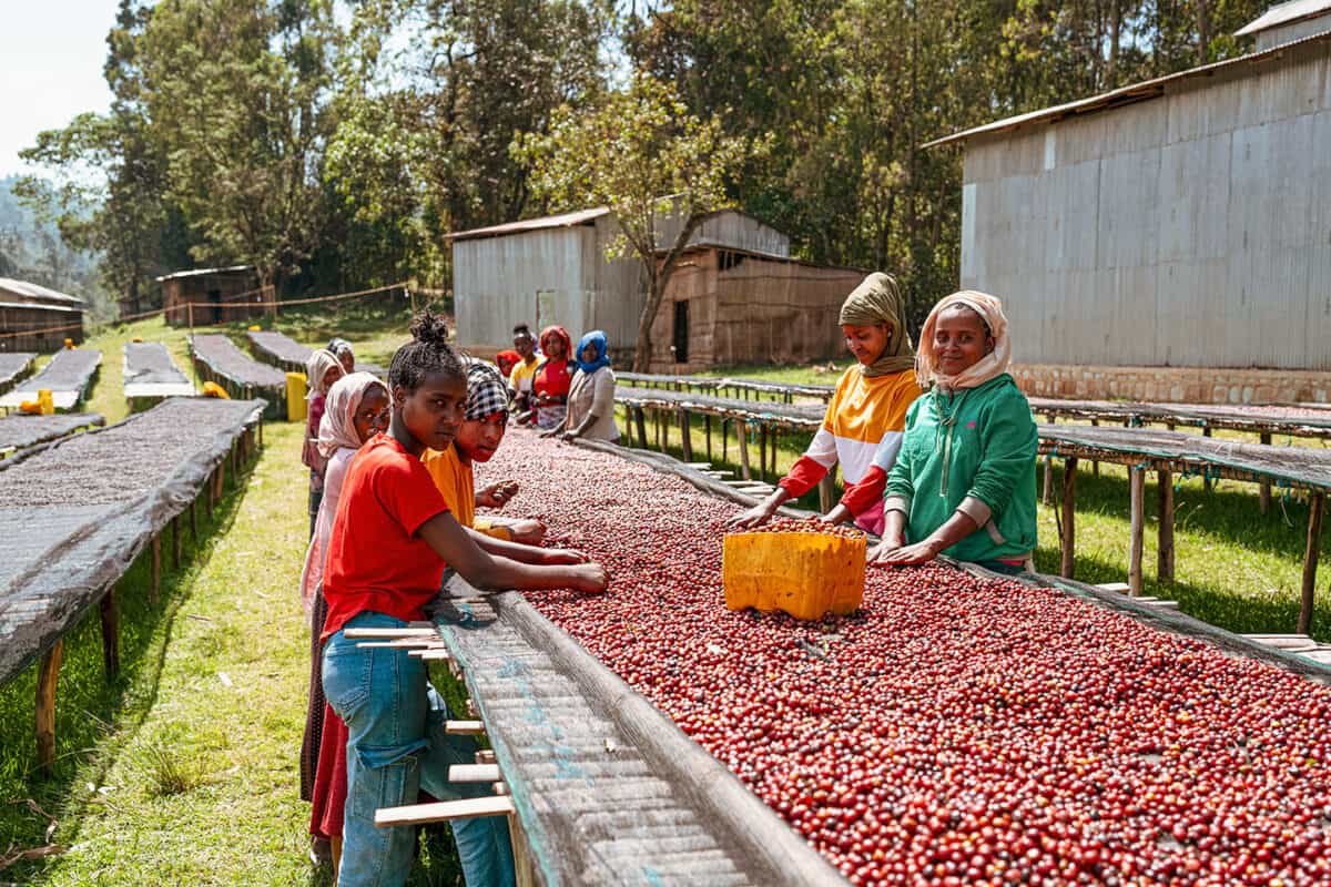 【プレミアム】エチオピア ケネアン・ドゥカモ [浅煎り]