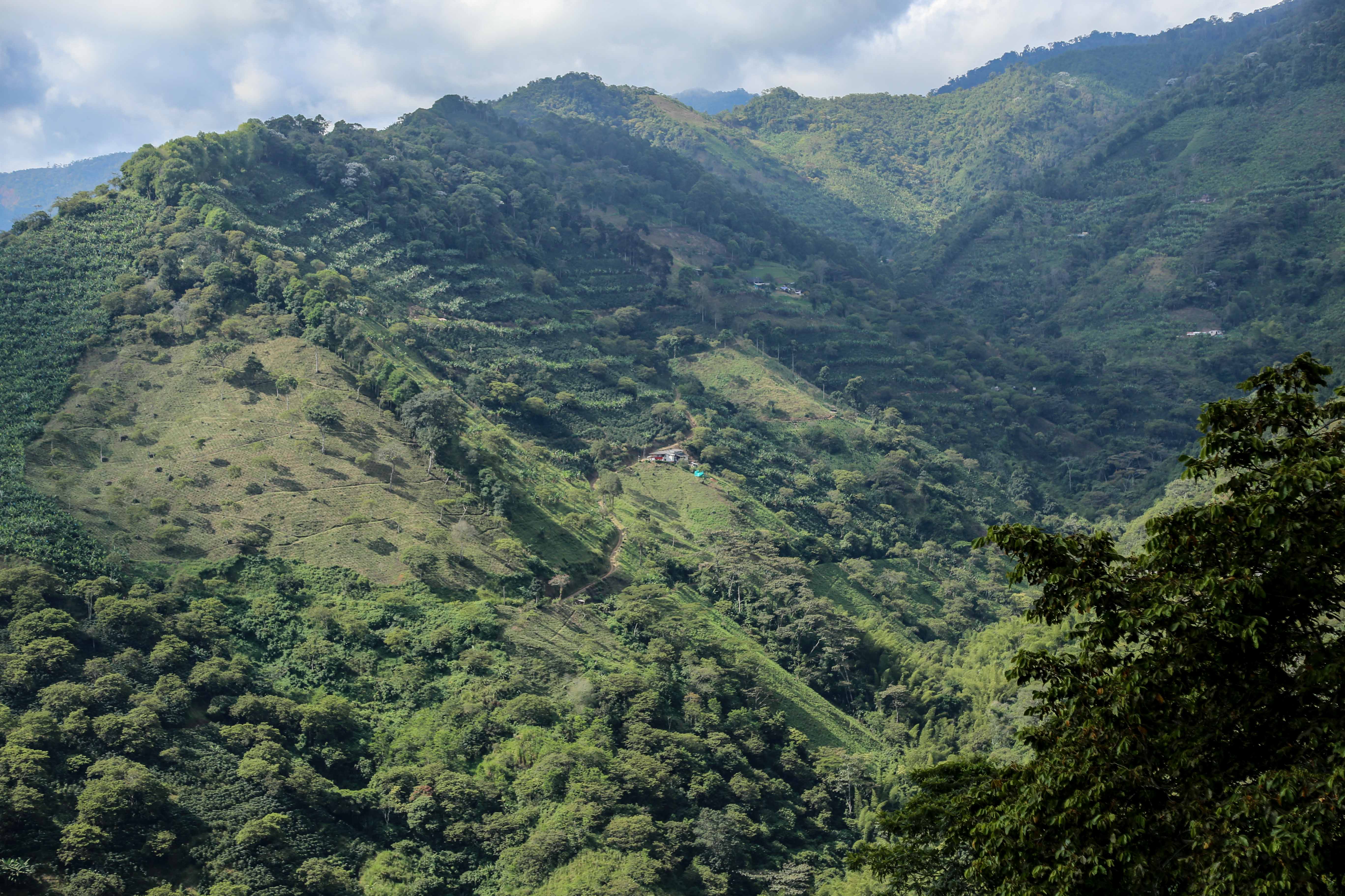 【プレミアム】コロンビア ラス マルガリタス ゲイシャ [浅煎り]