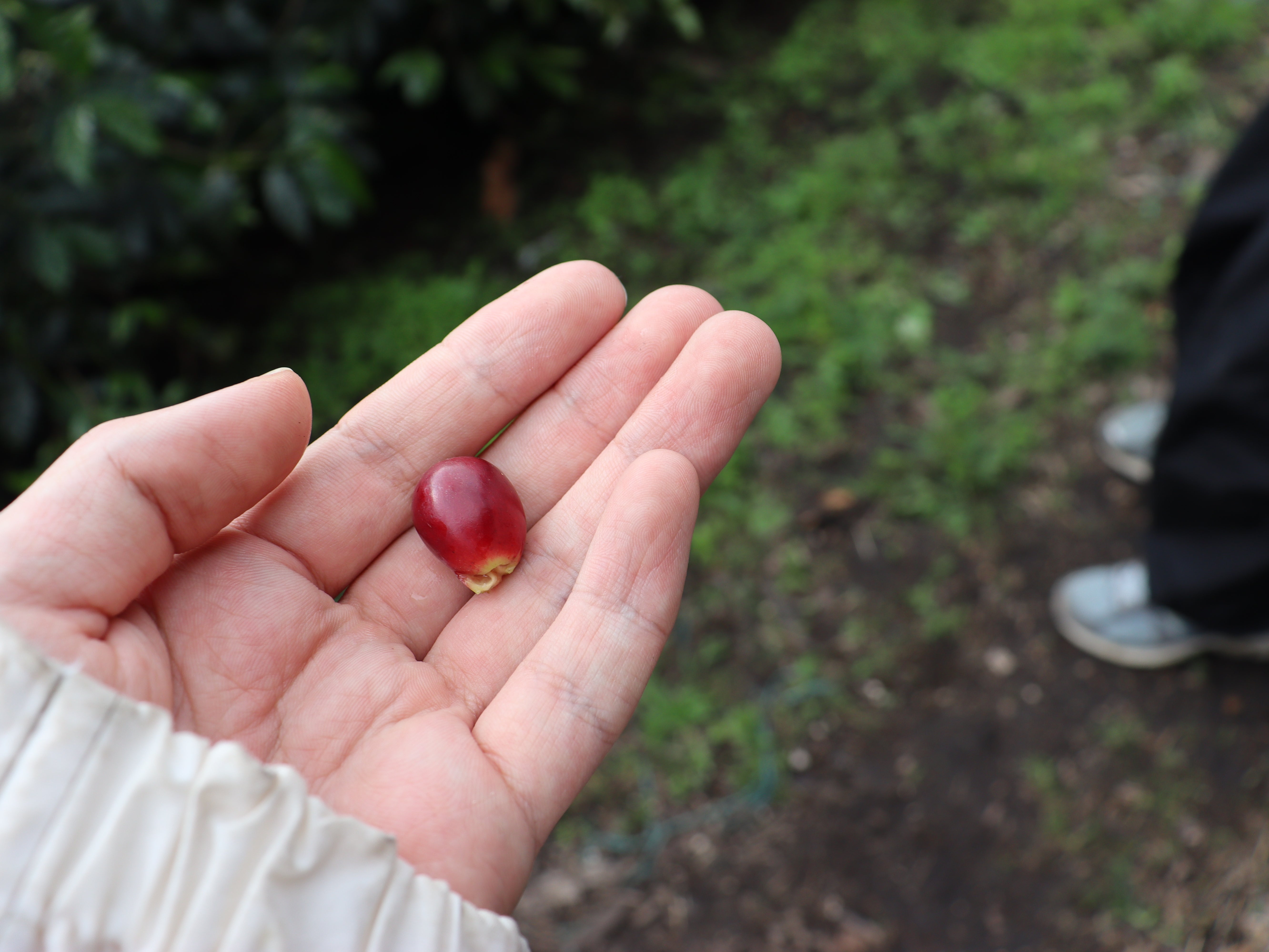 コロンビア カルロス・ソト CWCF #5 [浅煎り]