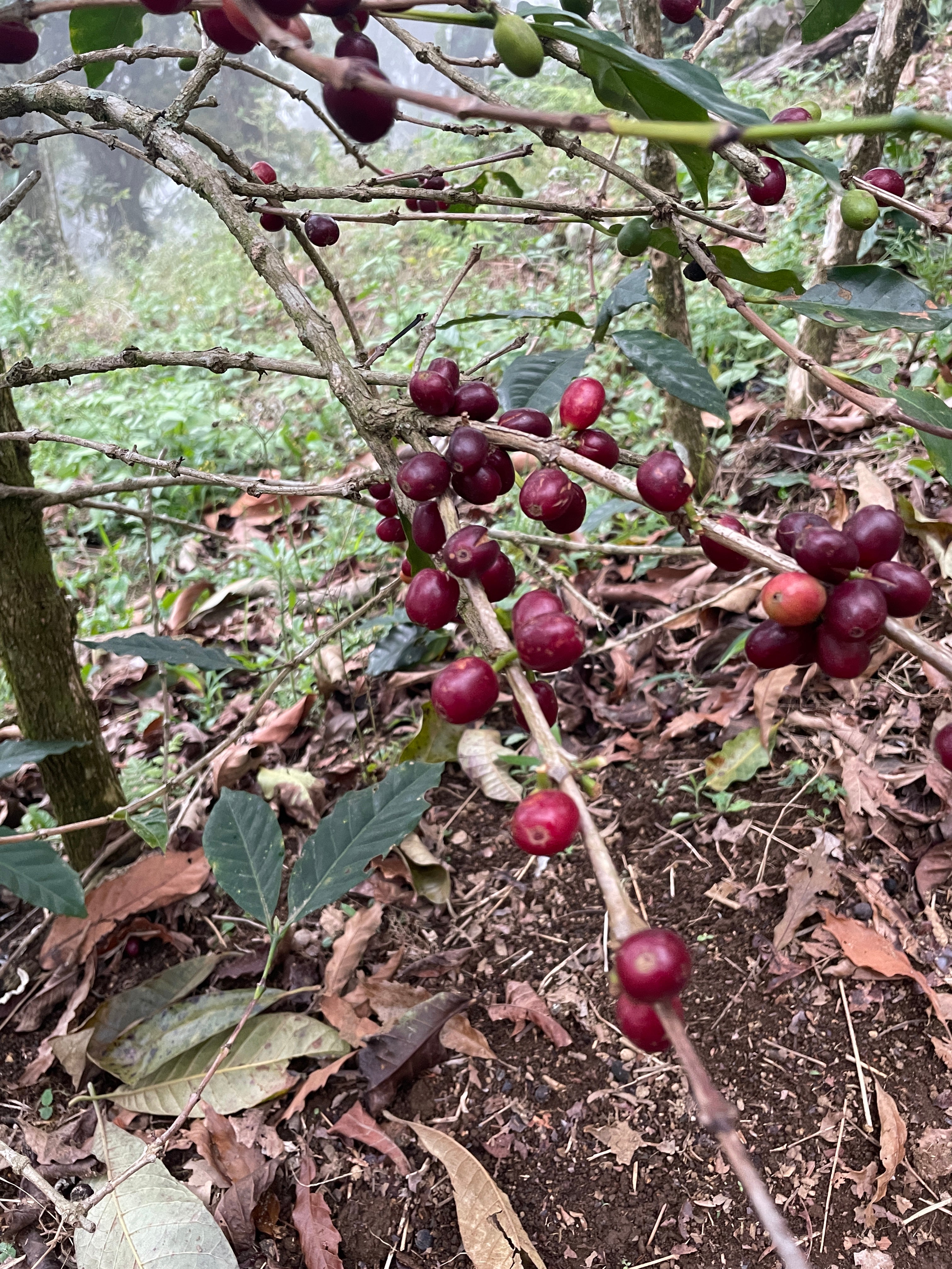 ホンジュラス ベラルミノ・コントレラス [浅煎り]