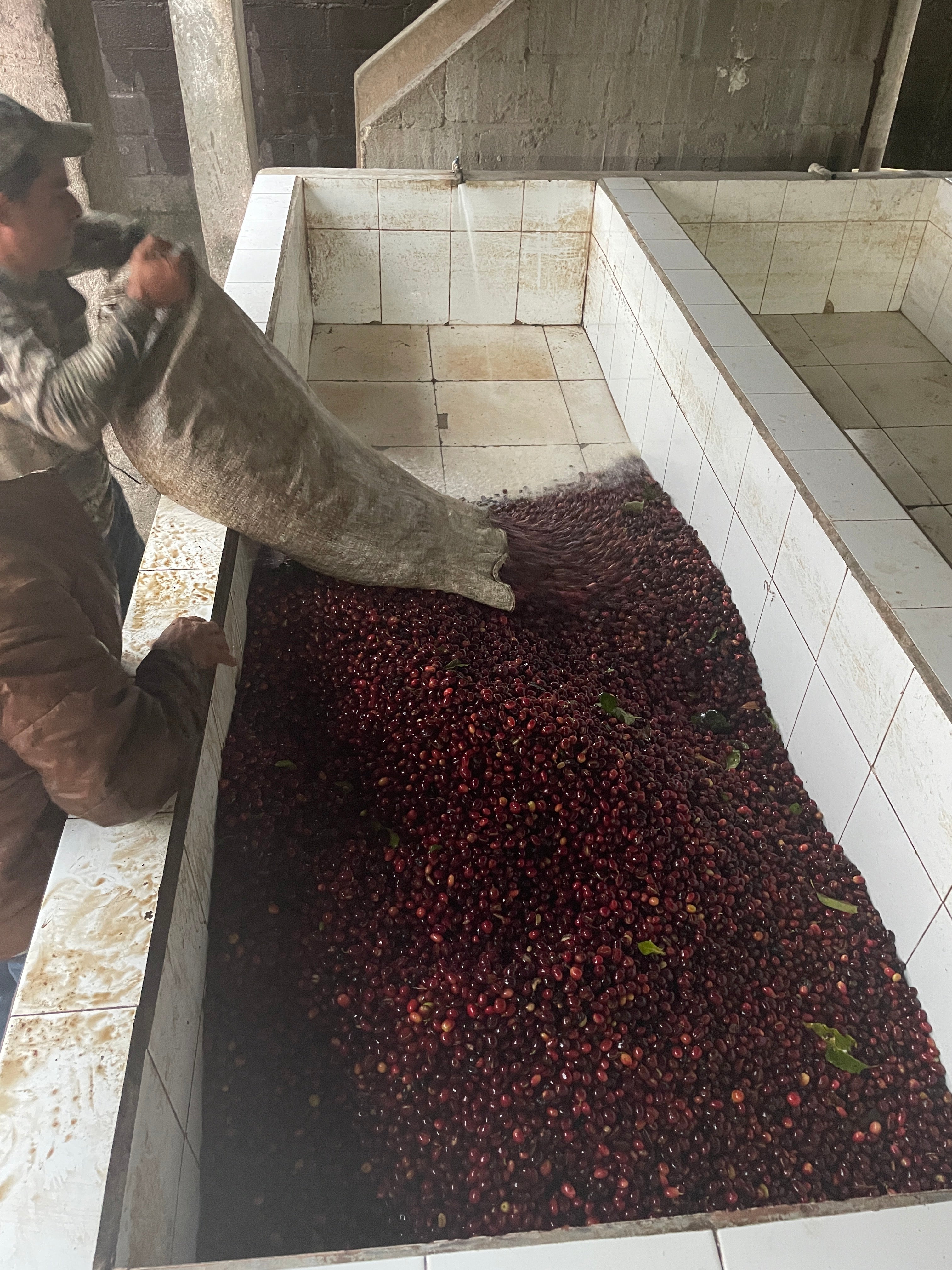 ホンジュラス ベラルミノ・コントレラス [浅煎り]