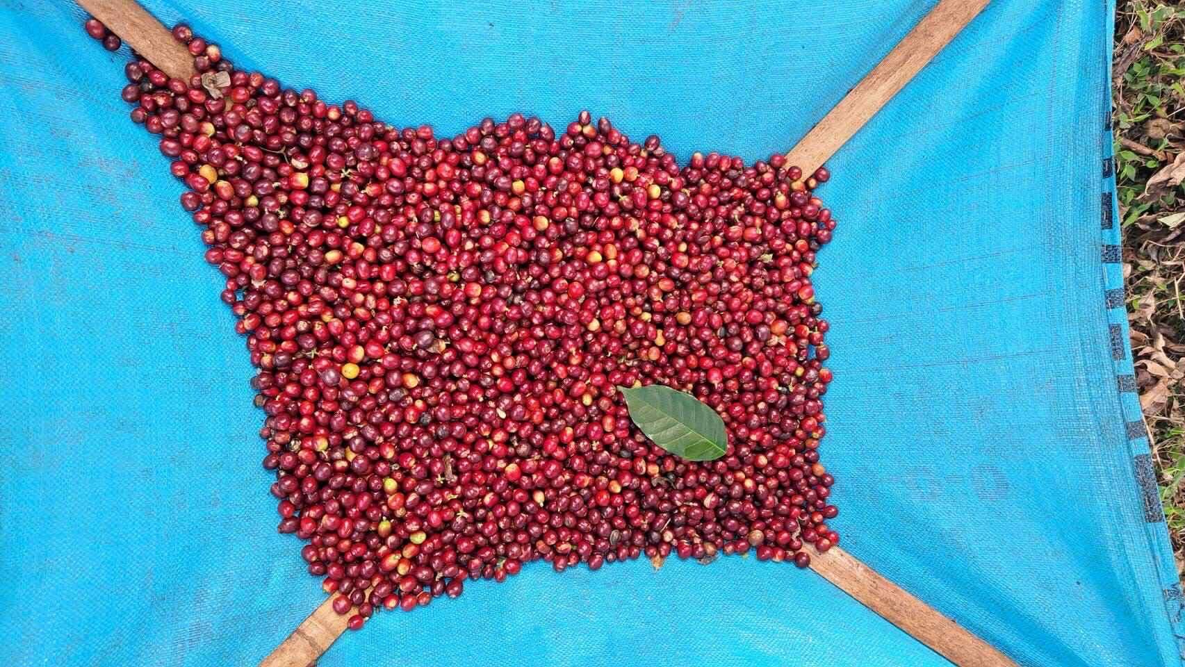 タイ アヨ アンド ミカ [中煎り]