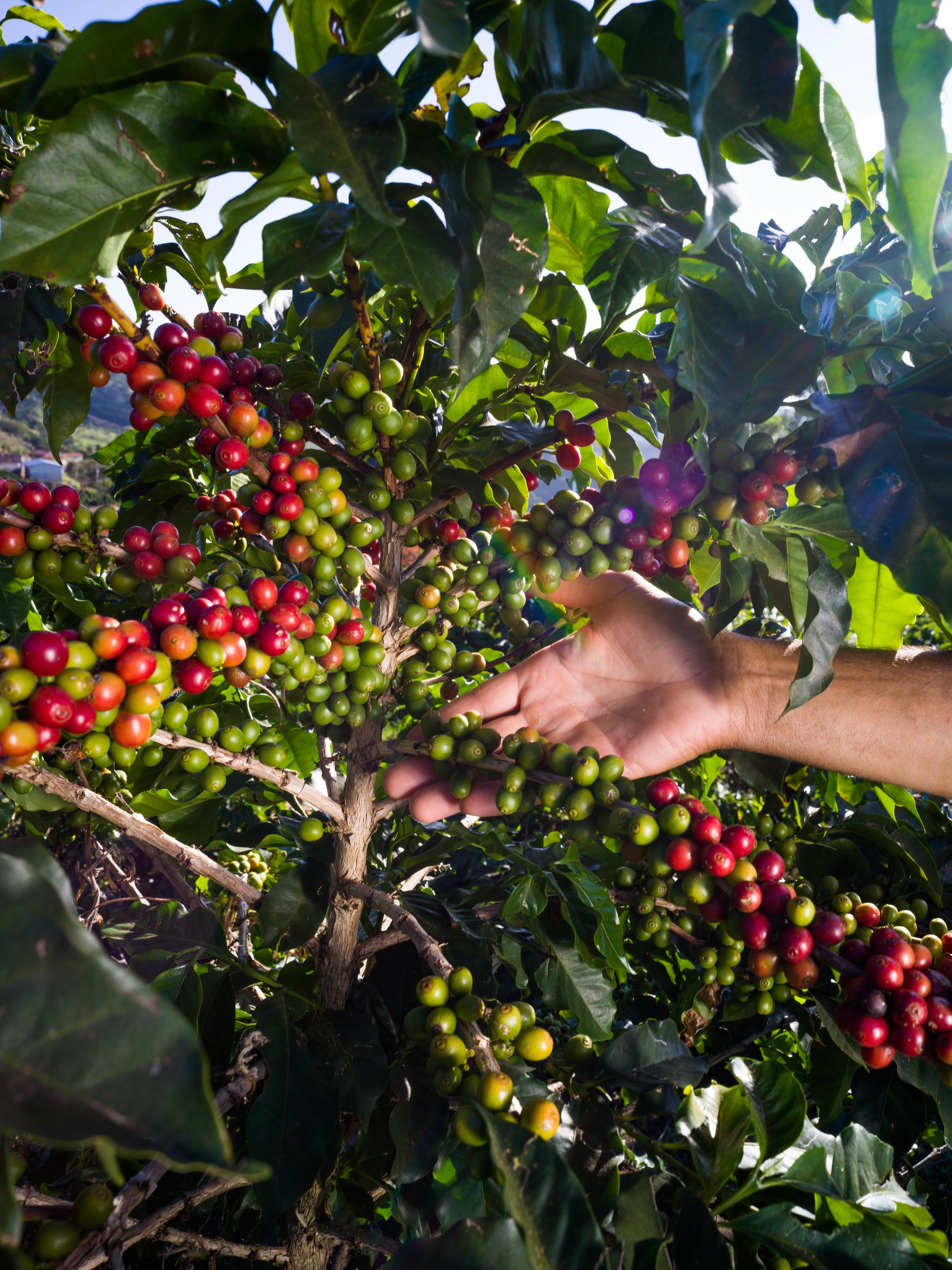 FAF ダーク [深煎り]