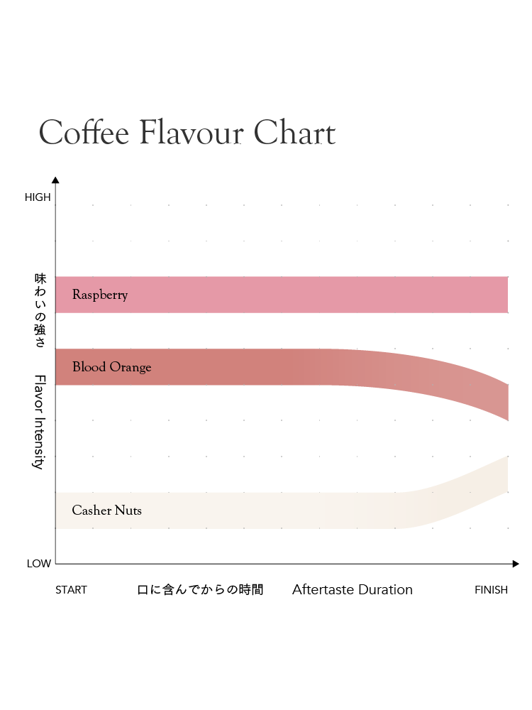 タイ アヨ アンド ミカ [中煎り]