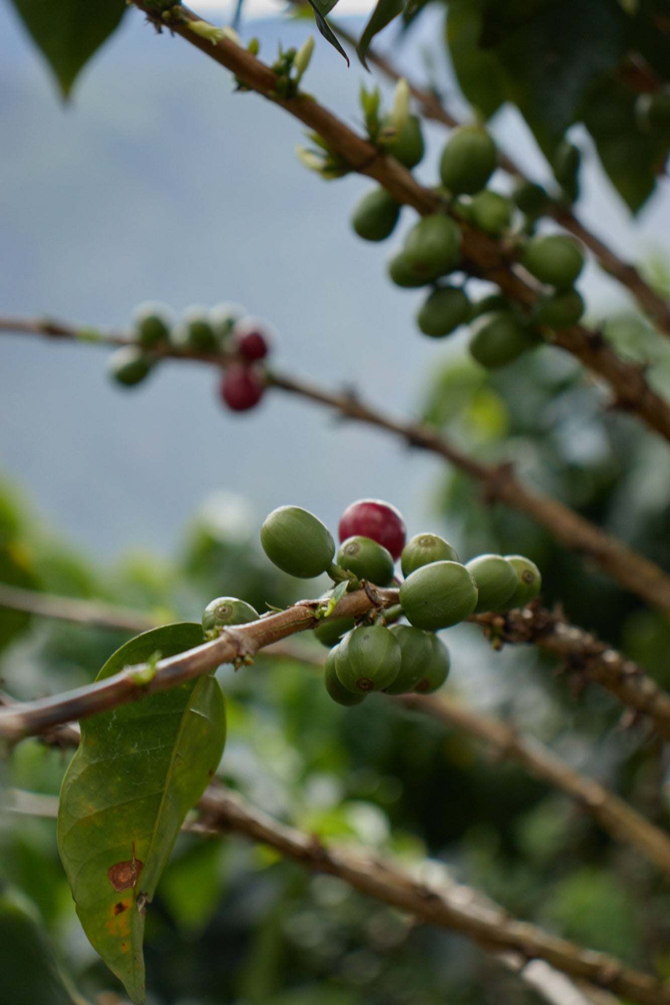 コロンビア カルロス・ソト CWCF #5 [浅煎り]