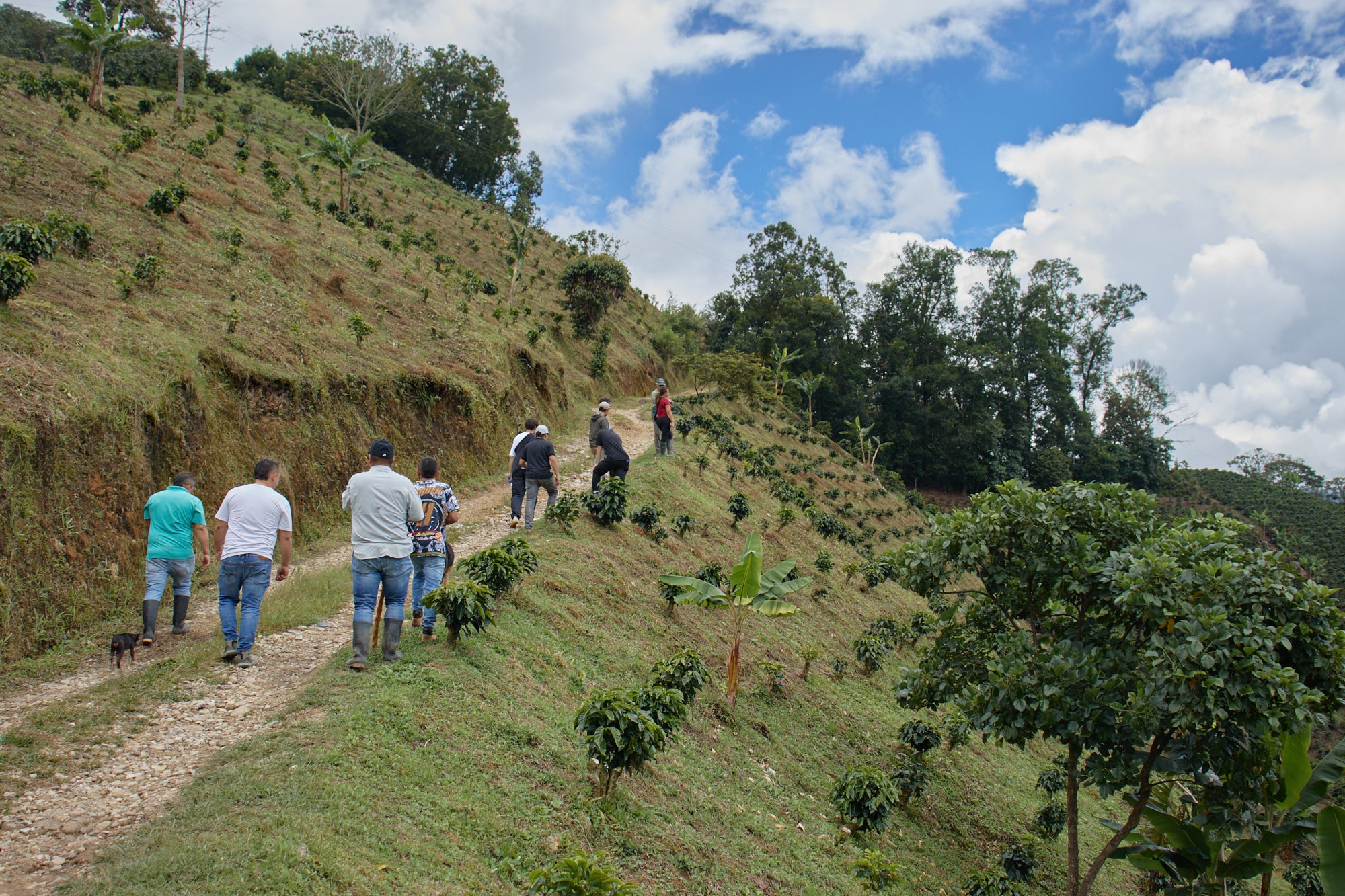 コロンビア カルロス・ソト CWCF #5 [浅煎り]