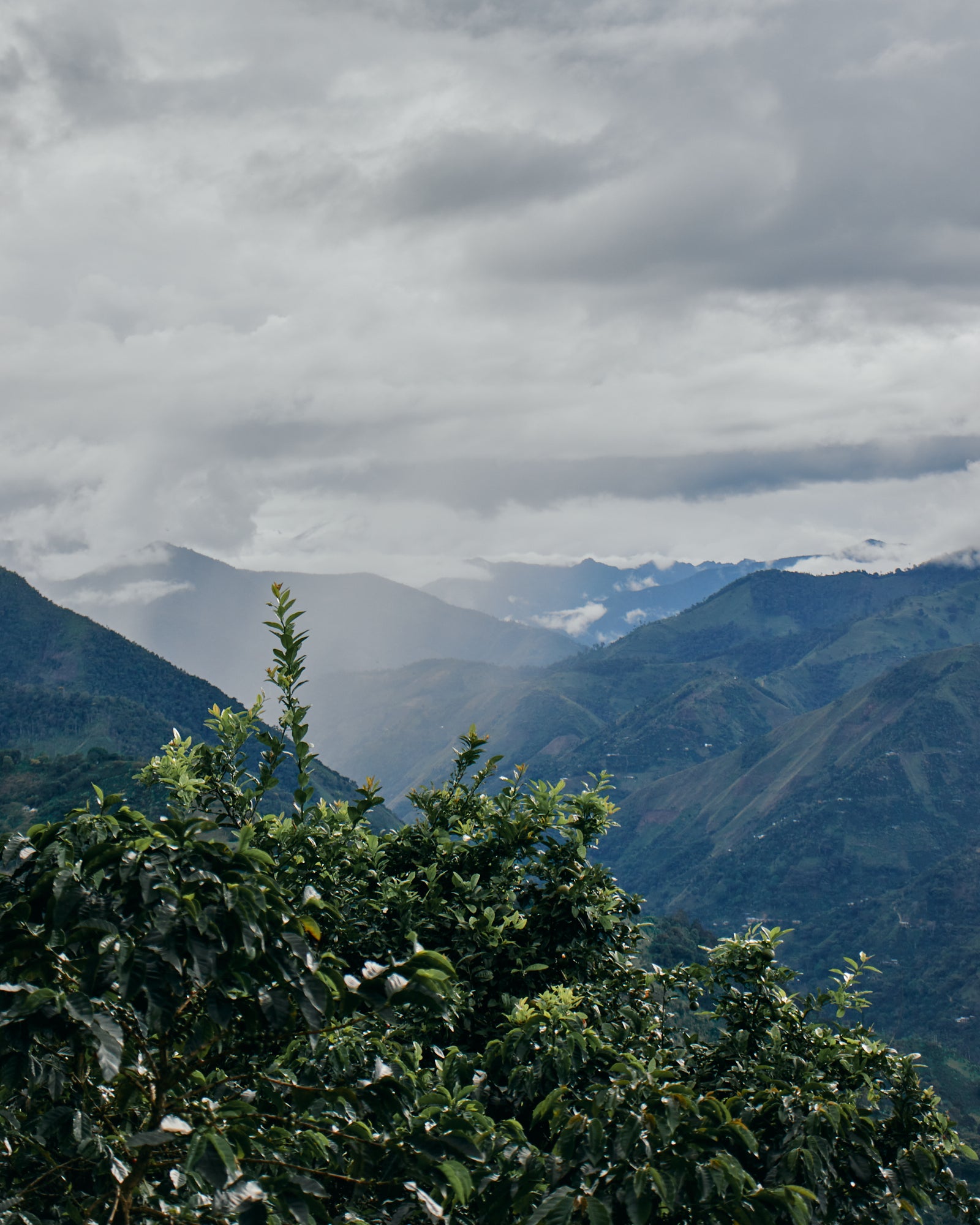 コロンビア カルロス・ソト CWCF #5 [浅煎り]