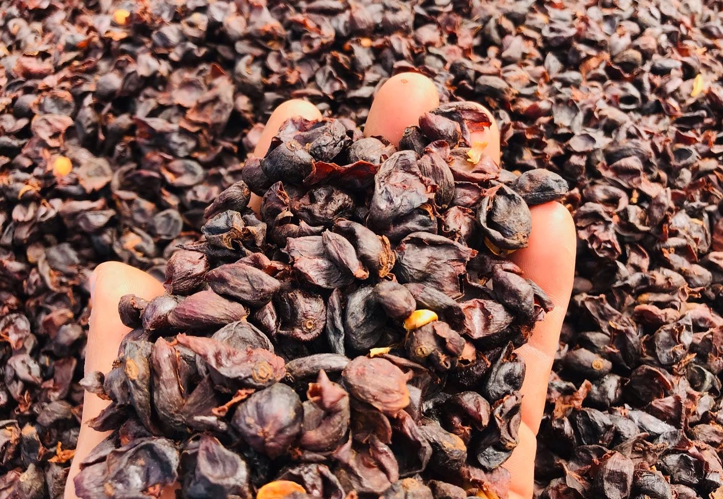 &lt;Cascara&gt; Xalapa, Guatemala